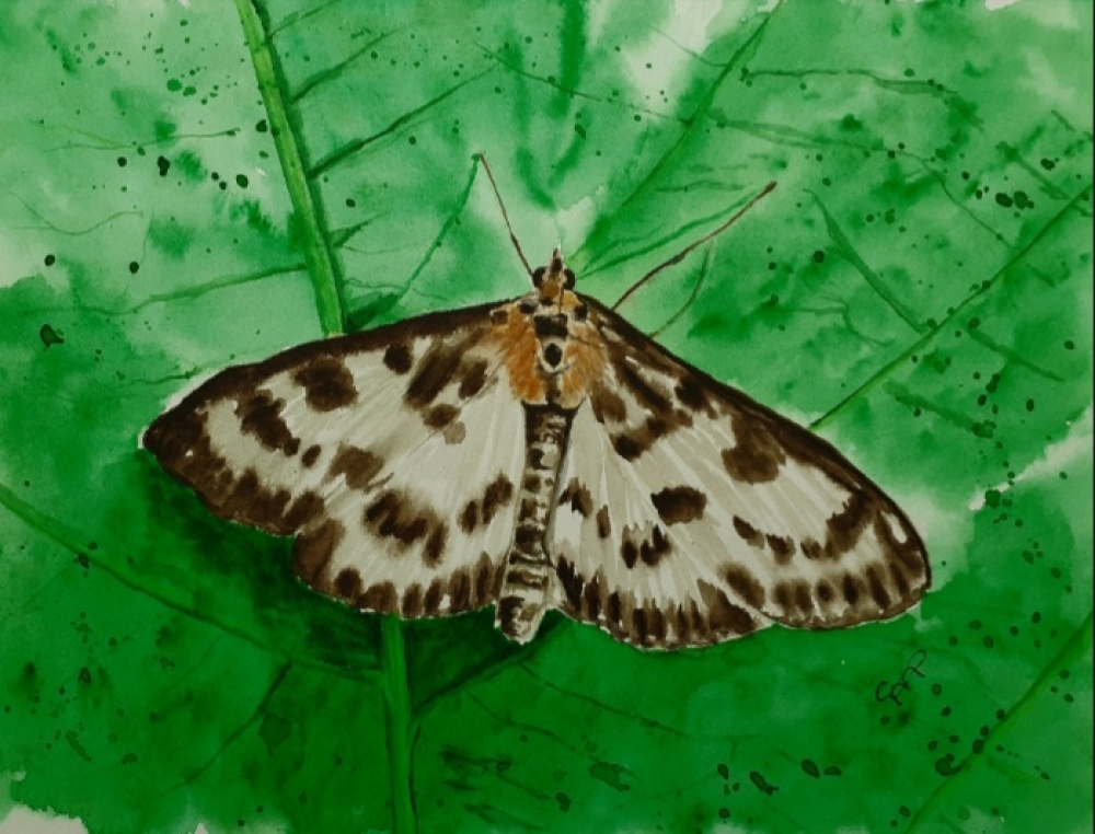 Small Magpie Moth