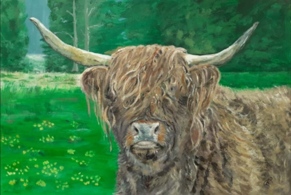 Highland Cow