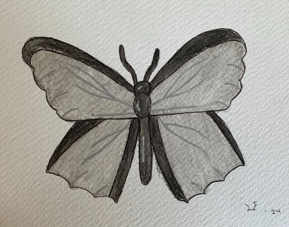 Black Butterfly Original Watercolour Pencil Drawing