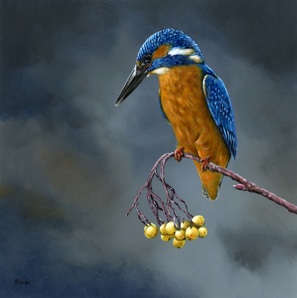 Common Kingfisher