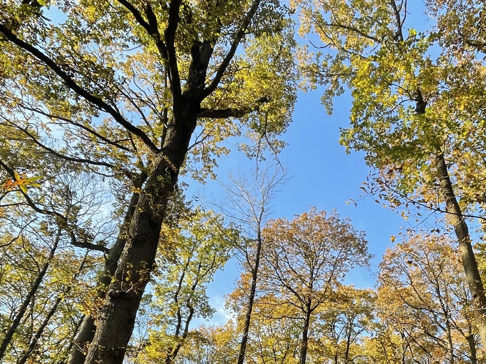 Forêt de Montmorency en automne