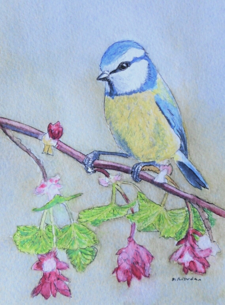 Blue Tit on blossom