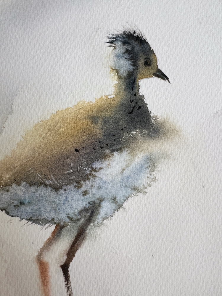 Lapwing