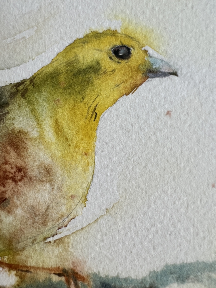 Little yellow bird