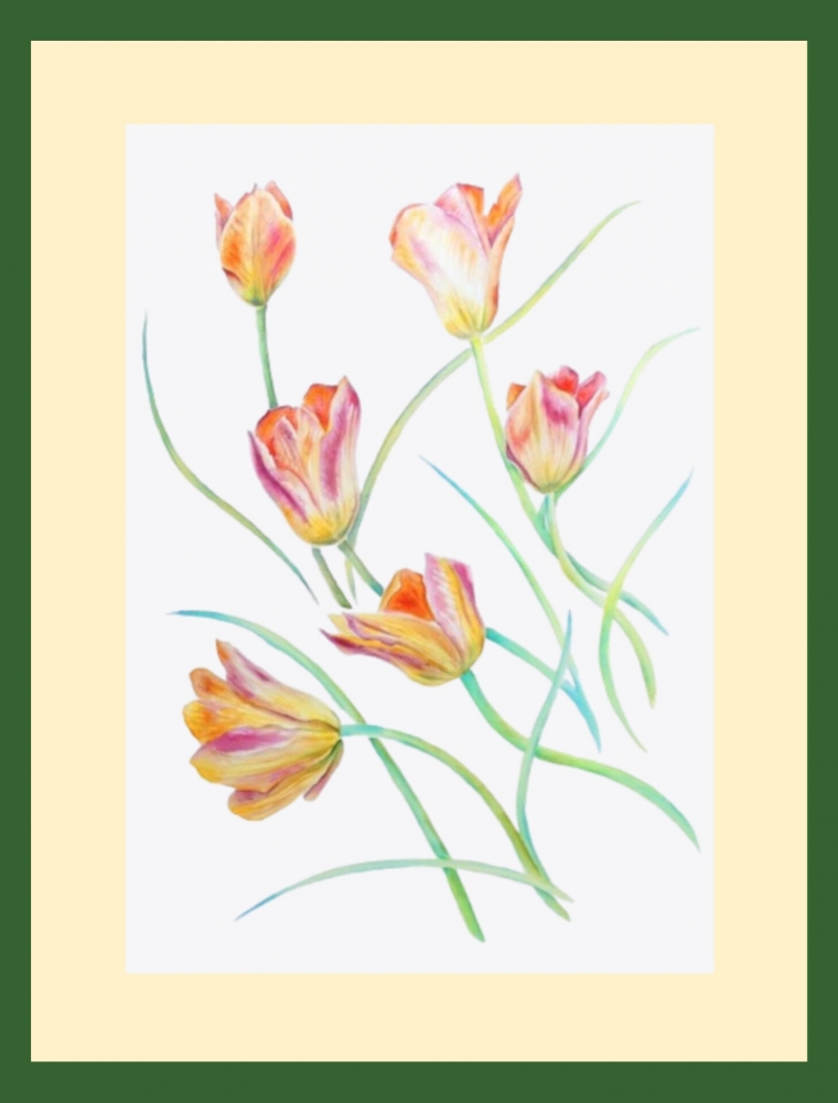 Spring Tulips