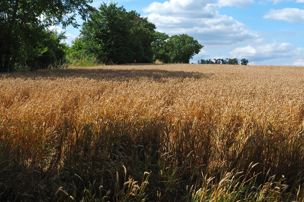 Wheatfield at Auvers