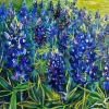 Texas blue bonnets