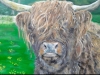 Highland Cow