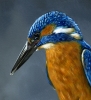 Common Kingfisher