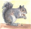 Squirrel nibbling on a nut