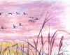 Hooper Swans, Fen Sunset