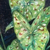 Green Caladium Leaves