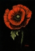 Poppy