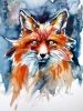 Red fox portrait