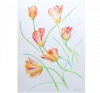 Spring Tulips