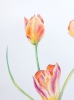 Spring Tulips