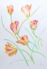 Spring Tulips