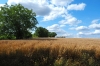 Wheatfield at Auvers