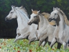 WHITE HORSES IN WILDFLOWER MEADOW