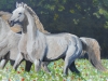 WHITE HORSES IN WILDFLOWER MEADOW