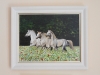 WHITE HORSES IN WILDFLOWER MEADOW