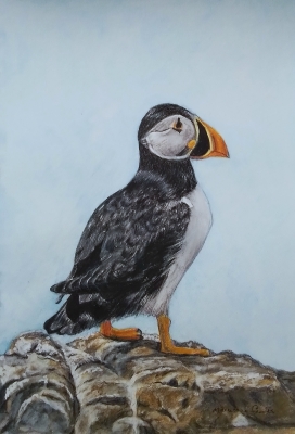 PUFFIN