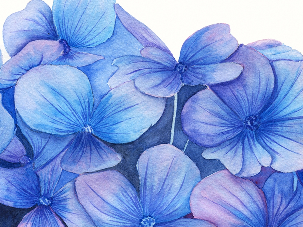 Blue Hydrangea