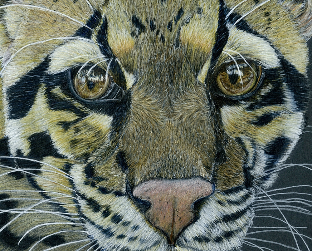 Clouded Leopard