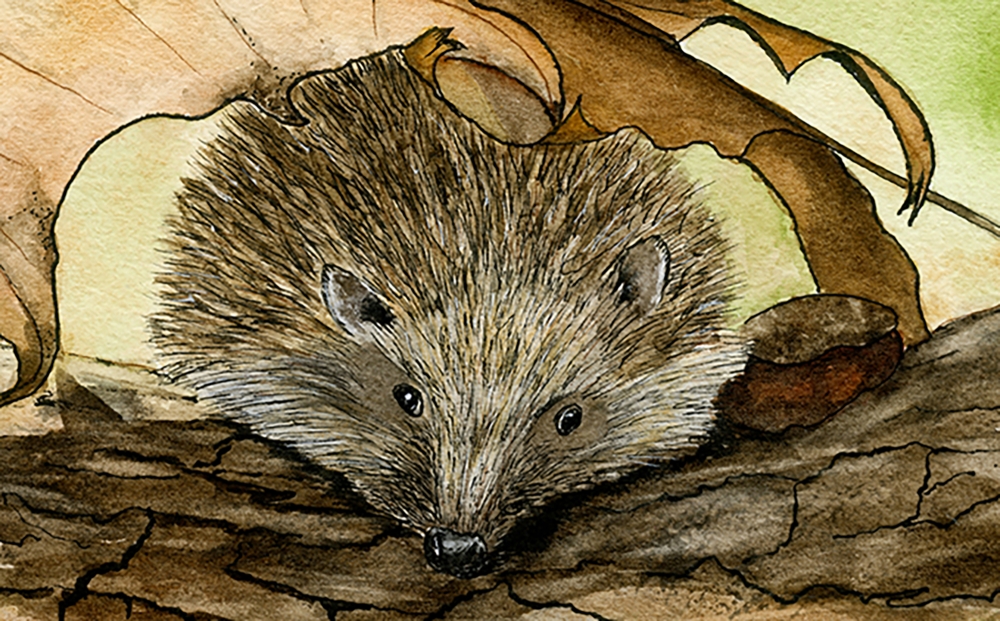 Hedgehog under a Leaf