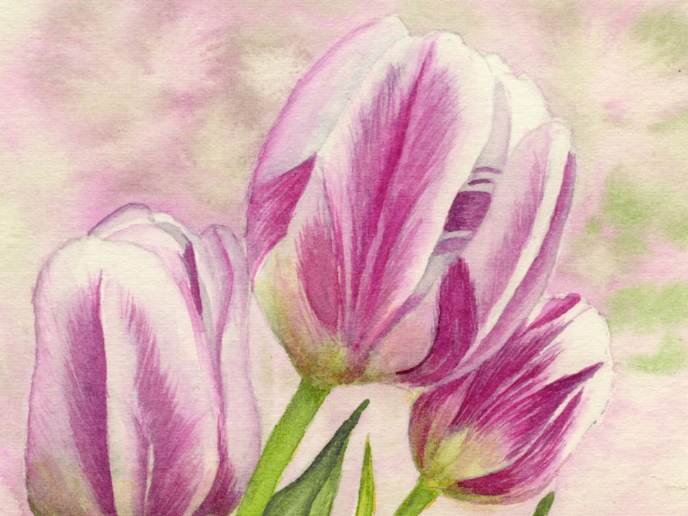 Pink Tulips