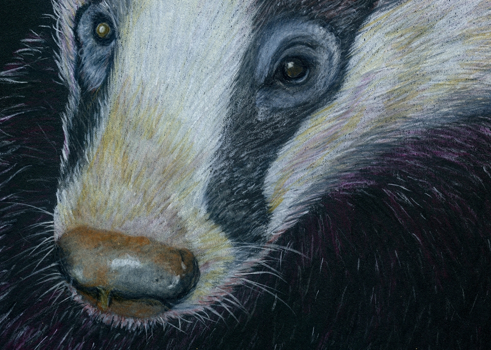 Badger Foraging for Food