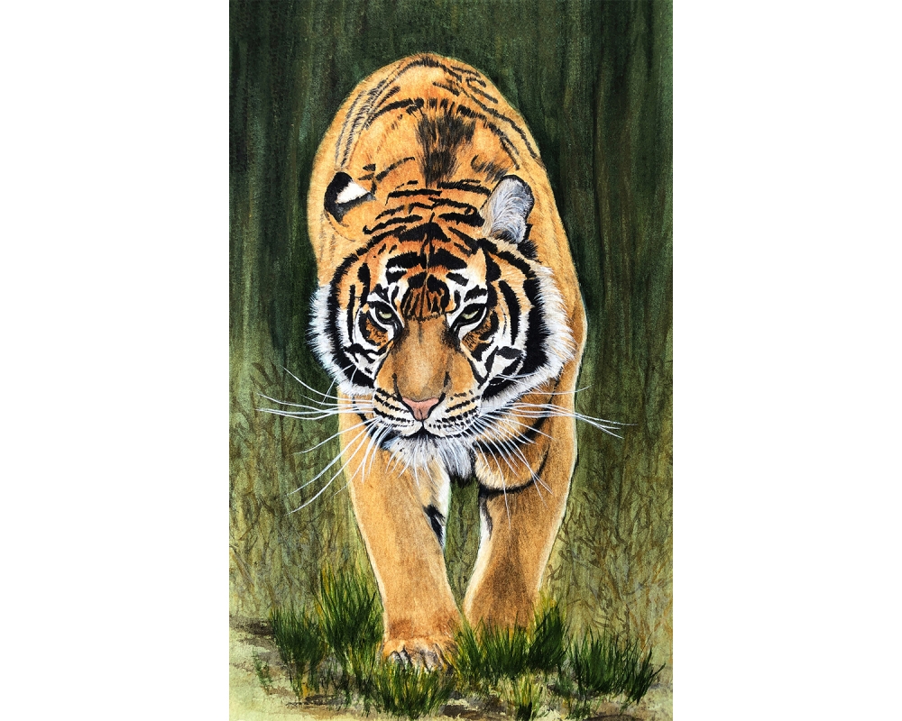 Siberian Tiger