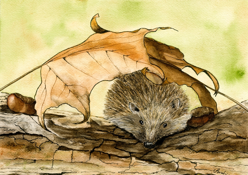 Hedgehog under a Leaf