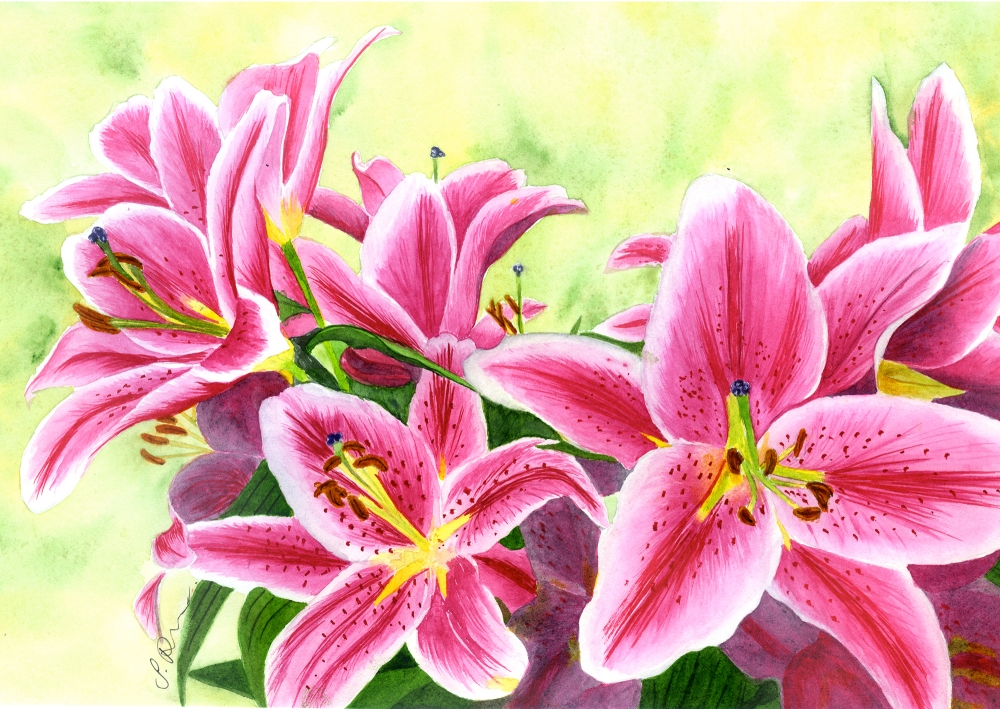 Stargazer Lilies