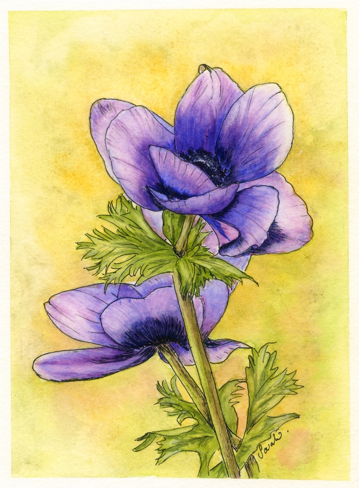 Purple Anemone