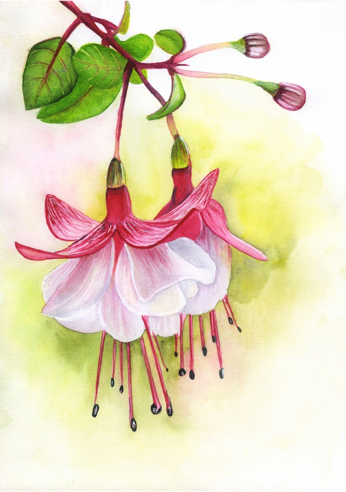 Fuchsia Flower