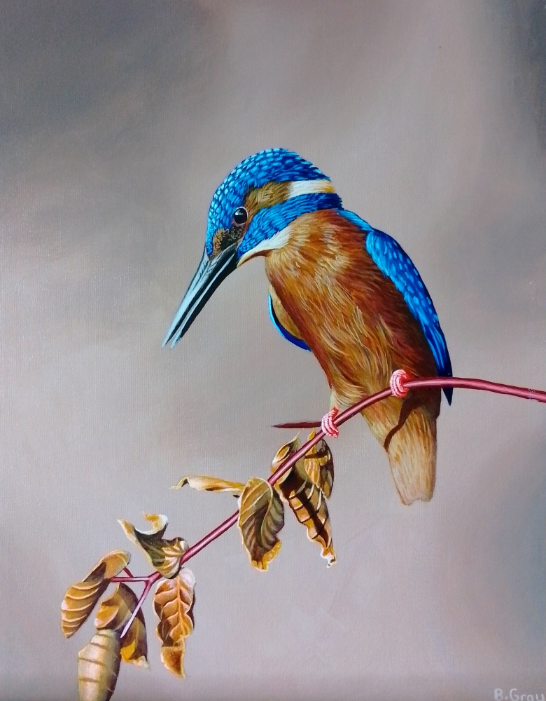 Kingfisher 2