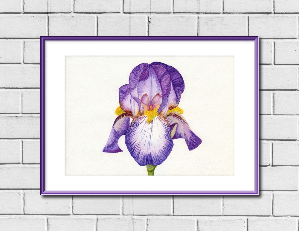 Bearded Iris