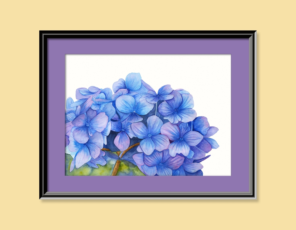 Blue Hydrangea