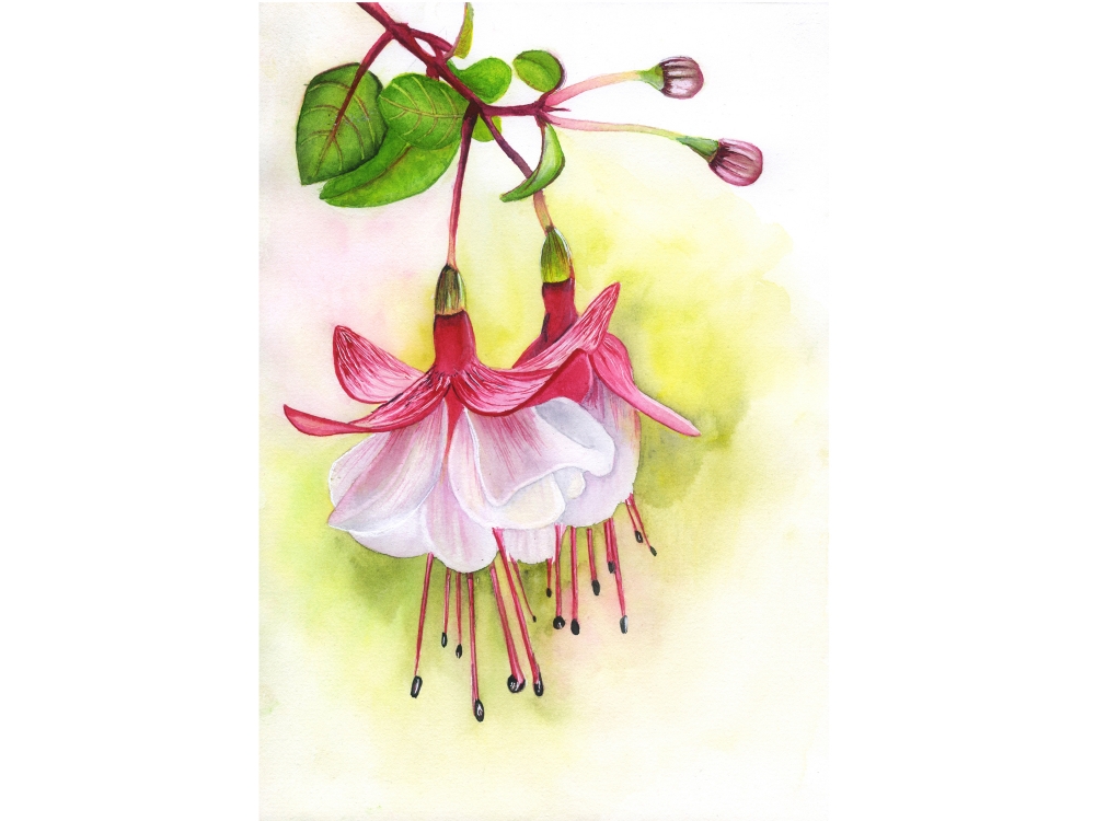 Fuchsia Flower