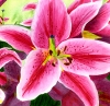 Stargazer Lilies