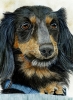 Dachshund Dog Portrait - Just lookin'