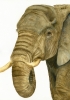 African Elephant