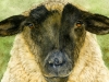 Suffolk Sheep portrait