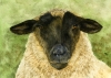 Suffolk Sheep portrait