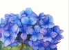 Blue Hydrangea