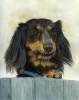 Dachshund Dog Portrait - Just lookin'