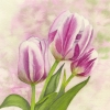 Pink Tulips