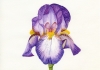 Bearded Iris