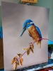 Kingfisher 2